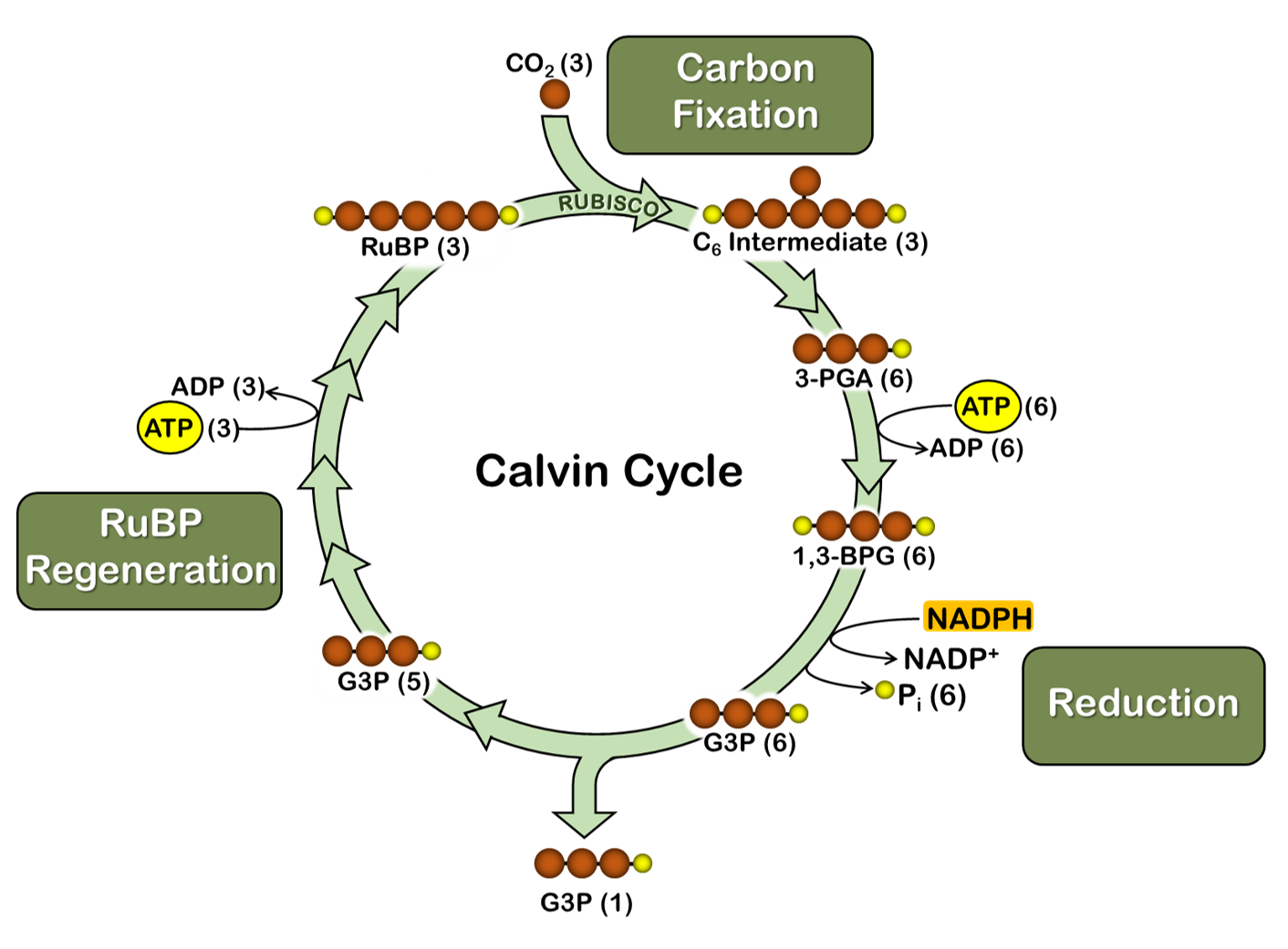 Photosynthesis Calvin Cycle OER Commons