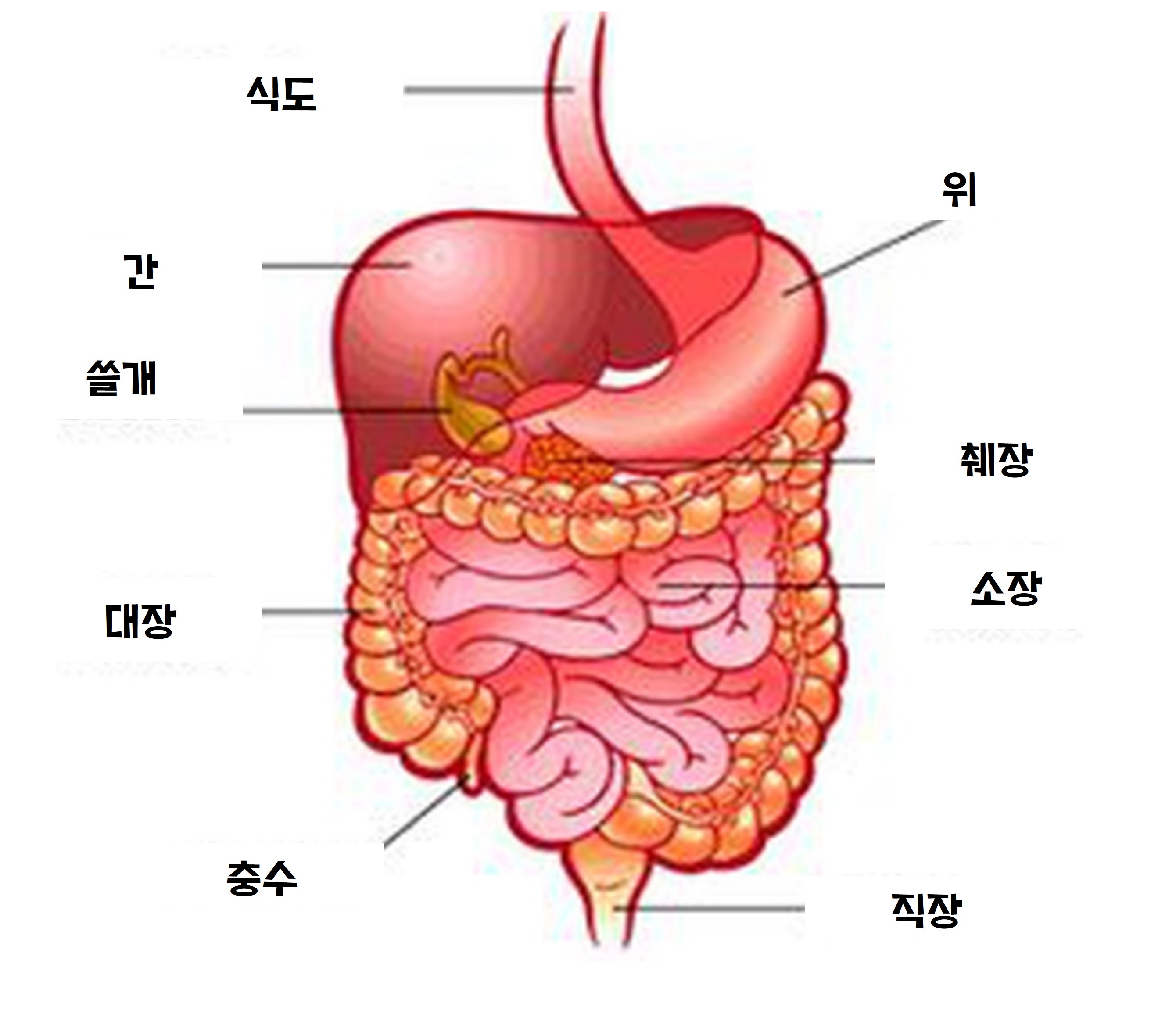 The digestive system labelled with Korean. OER Commons