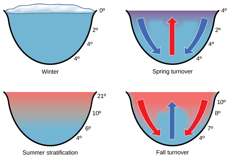 The illustration shows a cross-section of a lake in four different seasons. In winter, the surface of the lake is frozen with a temperature of 0°C. The temperature at the bottom of the lake is 4°C, and the temperature just beneath the surface is 2°C. During the spring turnover, the surface ice melts and warms to 4°C. At this temperature, the surface water is denser than the 2°C water beneath; therefore, it sinks. In summertime, the surface of the lake is 21°C, and the temperature decreases with depth, to 4°C at the bottom. During the fall turnover, the warm surface water cools to about 10°C; thus, it becomes denser and sinks.