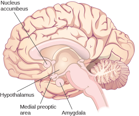 An illustration of the brain labels the locations of the “nucleus accumbeus,” “hypothalamus,” “medial preoptic area,” and “amygdala.”