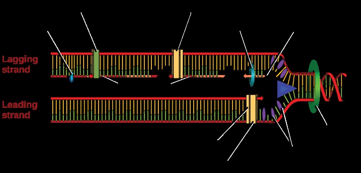 DNA Replication in Prokaryotes