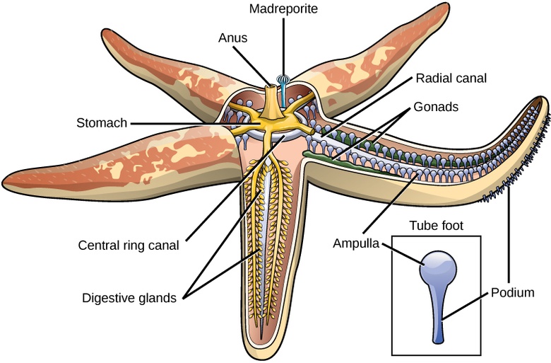 Superphylum Deuterostomia