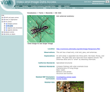 Ant external anatomy Ant external anatomy
