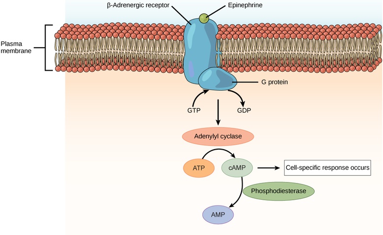 How Hormones Work