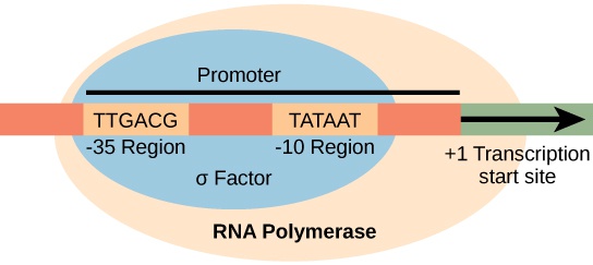 Prokaryotic Transcription