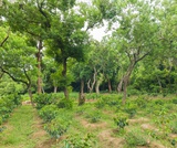 Agroforestry: a land management system that increases both yield and resilience of agriculture