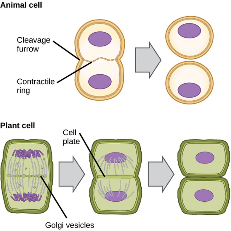 The Cell Cycle