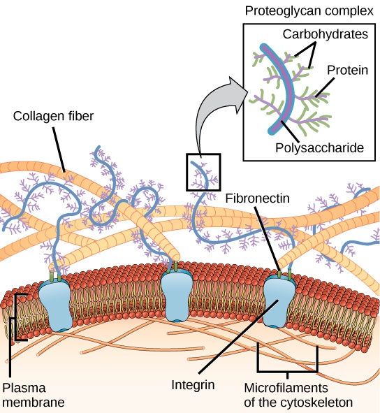 Connections between Cells and Cellular Activities