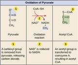 Biology, The Cell, Cellular Respiration, Oxidation of Pyruvate and the Citric Acid Cycle
