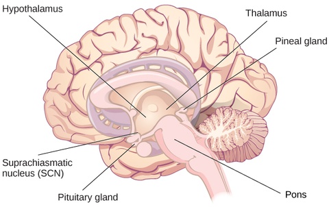 Sleep and Why We Sleep