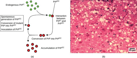 Other Acellular Entities: Prions and Viroids