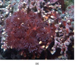 Biology, Biological Diversity, Protists, Eukaryotic Origins Biology, Biological Diversity, Protists, Eukaryotic Origins