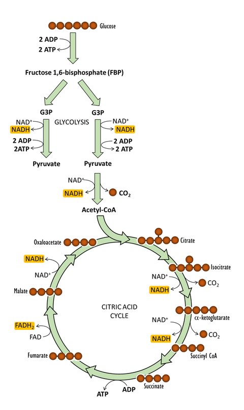 Glucose Oxidation | OER Commons