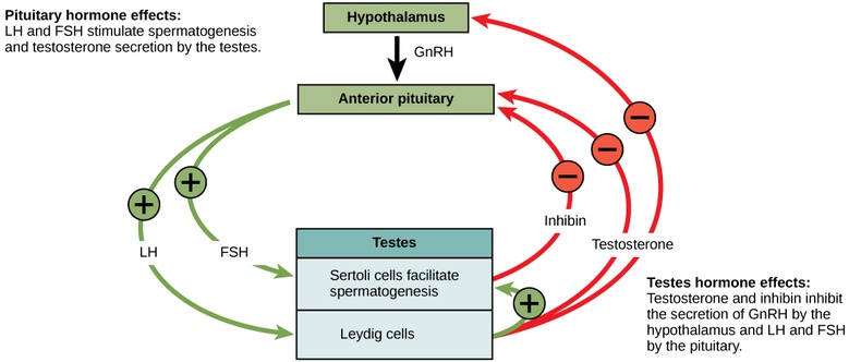 Hormonal Control of Human Reproduction