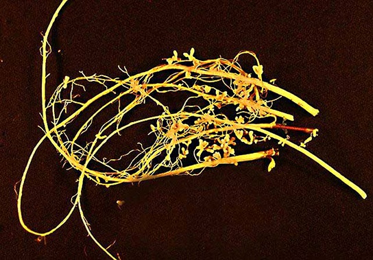 Beneficial Prokaryotes