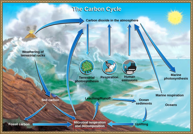 Prokaryotic Metabolism