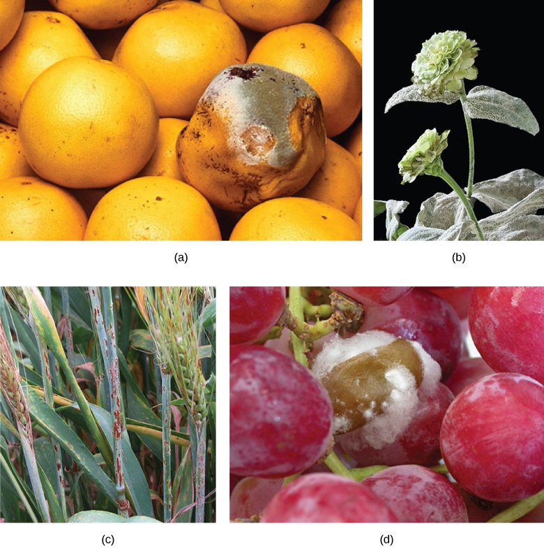 Fungal Parasites and Pathogens