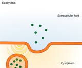 Biology, The Cell, Structure and Function of Plasma Membranes, Bulk Transport Biology, The Cell, Structure and Function of Plasma Membranes, Bulk Transport
