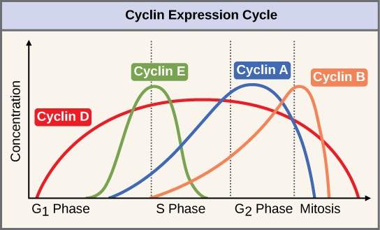 Control of the Cell Cycle