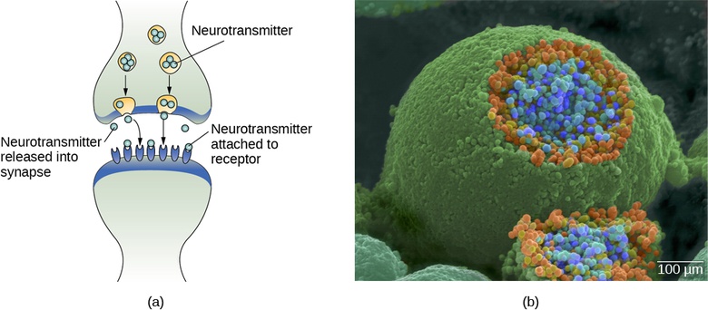 Cells of the Nervous System