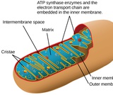 Biology, The Cell, Cellular Respiration, Energy in Living Systems