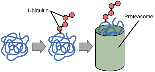 Eukaryotic Translational and Post-translational Gene Regulation