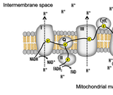 Oxidative Phosphorylation