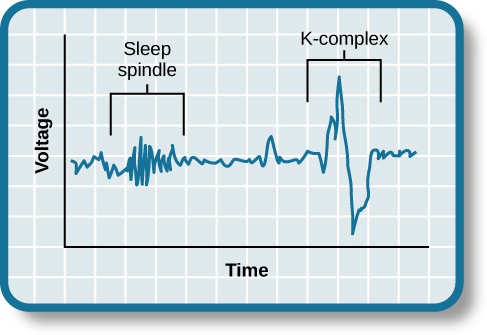 Stages of Sleep