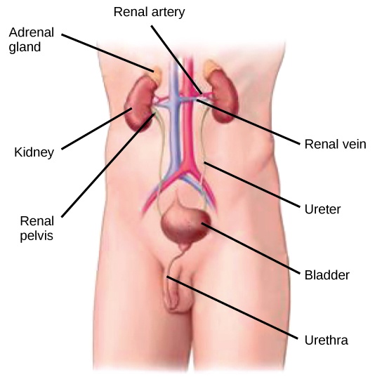 The Kidneys and Osmoregulatory Organs