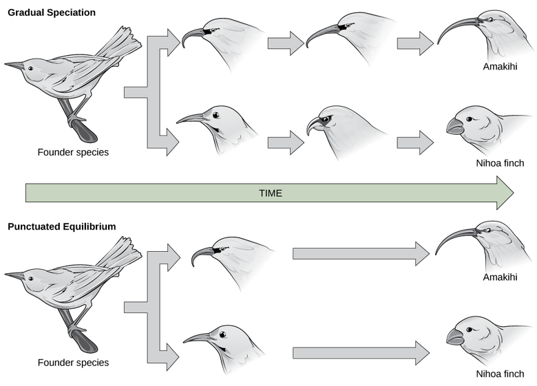 Reconnection and Rates of Speciation