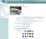 Chipmunk eating Chipmunk eating