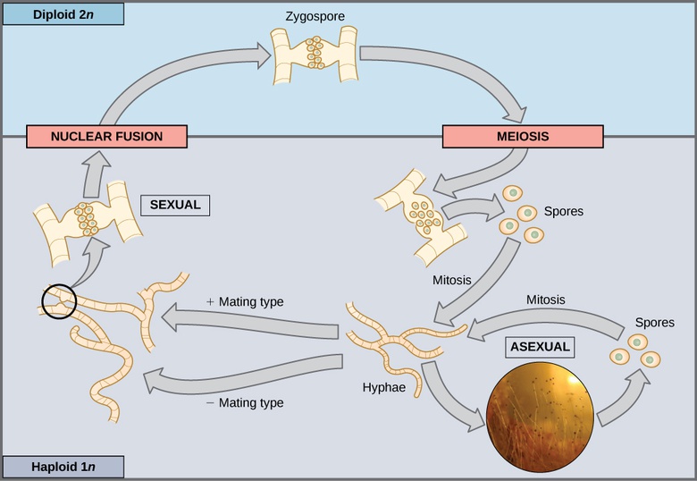 Sexual Reproduction