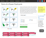 Parts of a Flower Flash Card Maker Parts of a Flower Flash Card Maker