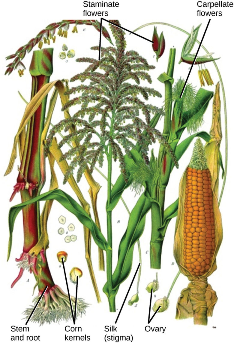 Reproductive Development and Structure