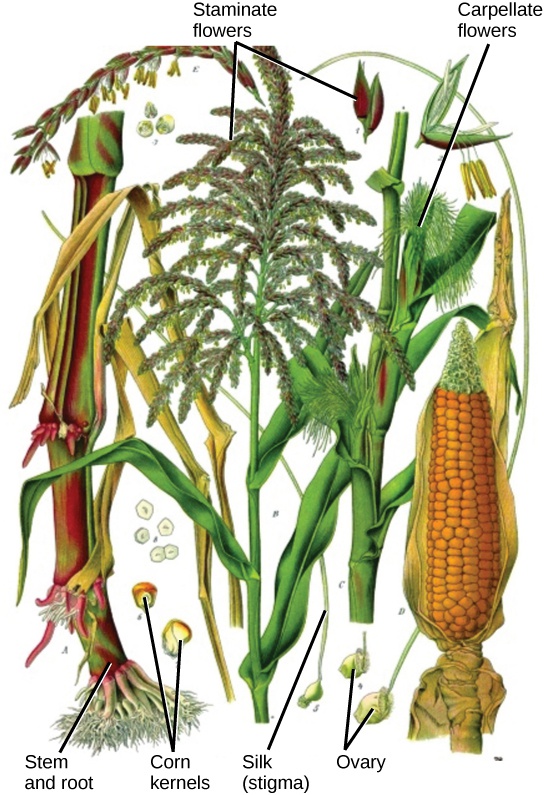 Reproductive Development and Structure