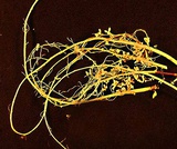 Biology, Biological Diversity, Prokaryotes: Bacteria and Archaea, Beneficial Prokaryotes