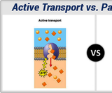 Membrane Transport in Animal Cells Membrane Transport in Animal Cells