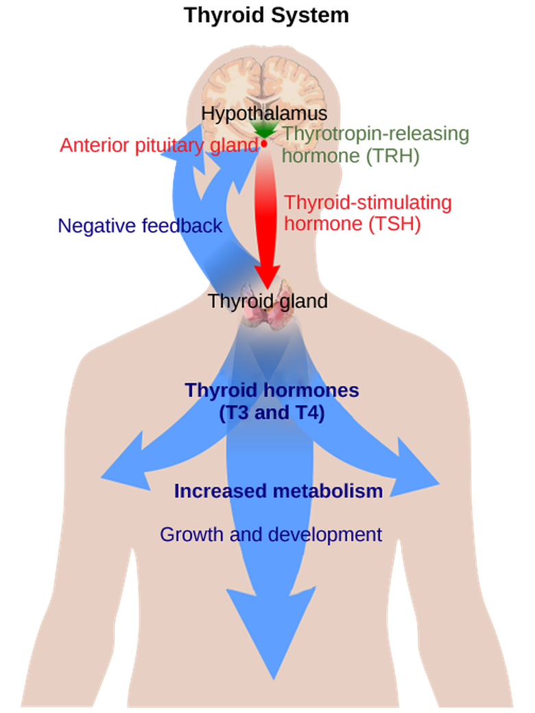 Regulation of Hormone Production