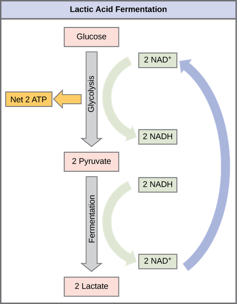 Metabolism without Oxygen