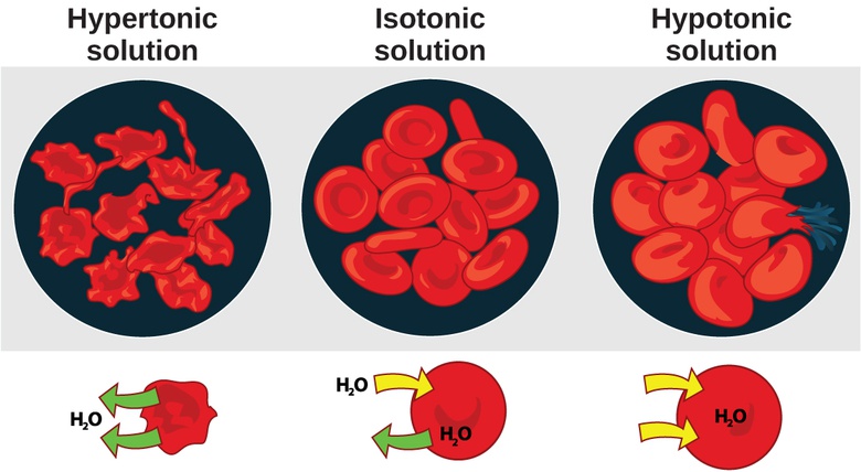 Osmoregulation and Osmotic Balance
