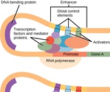 Biology, Genetics, Gene Expression, Eukaryotic Transcription Gene Regulation