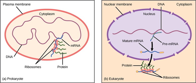 Regulation of Gene Expression