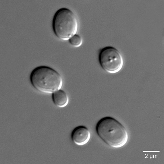 Signaling in Single-Celled Organisms
