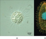 Biology, Biological Diversity, Protists, Introduction Biology, Biological Diversity, Protists, Introduction