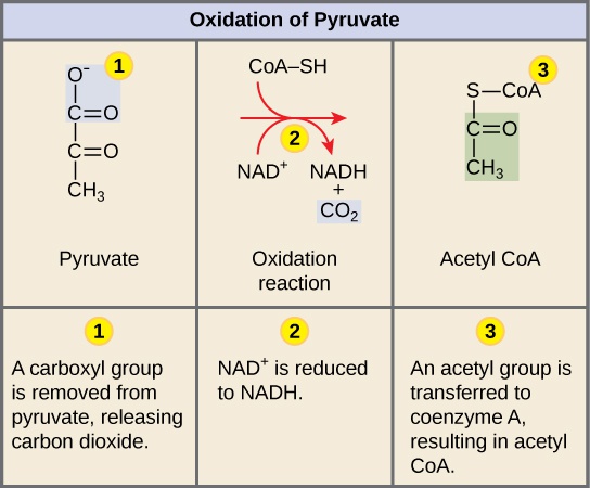 Oxidation of Pyruvate and the Citric Acid Cycle