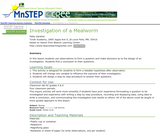 Investigation of a Mealworm Investigation of a Mealworm