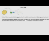 PCR colony screening