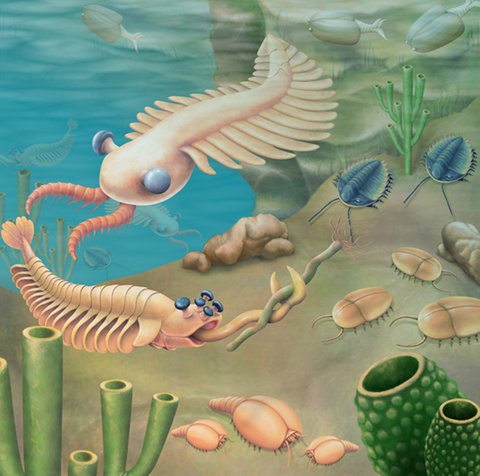 The Evolutionary History of the Animal Kingdom