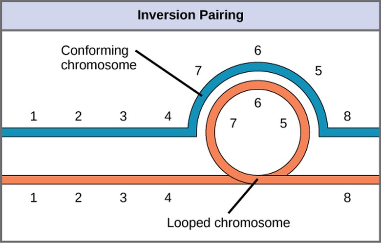 Chromosomal Basis of Inherited Disorders