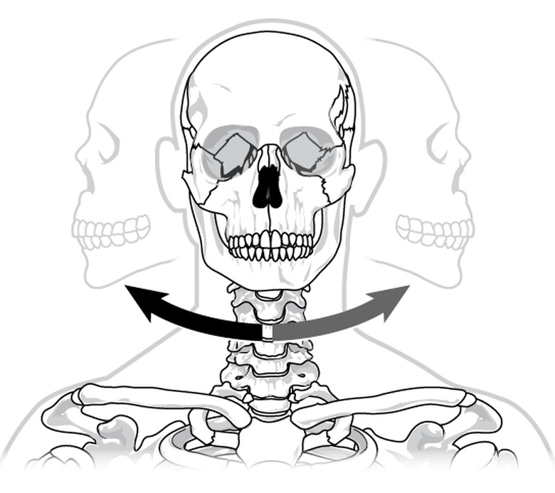 Joints and Skeletal Movement